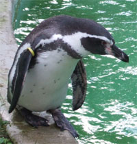 pengin.jpg
